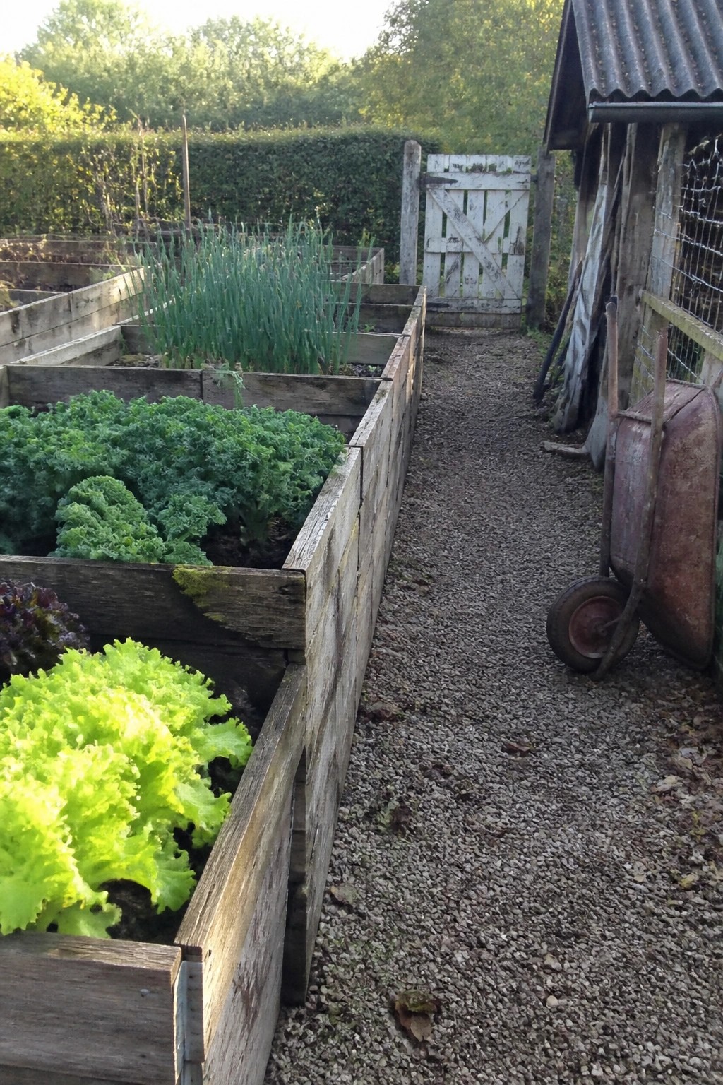 A gravel path runs beside several long raised wooden planter boxes filled with leafy green vegetables next to a shed and wheelbarrow.