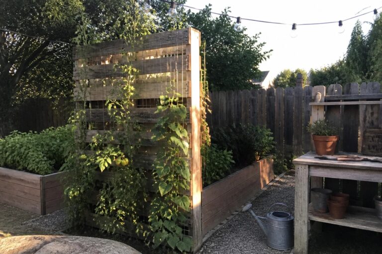 22 Smart Pallet Trellis Ideas Designed for Climbing Vegetables A wooden pallet standing upright behind a raised garden bed, with climbing vegetables growing through its slats.